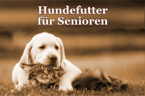 hundefutter-fuer-senioren