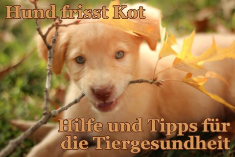 Hund-frisst-Kot-Hilfe-und-Tipps-fur-die-Tiergesundheiti0FGJEoNIniWq