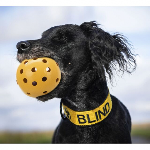 Lochball speziell f. sehbehinderte u. blinde Hunde