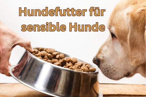 Hundefutter-fuer-sensible-Hunde