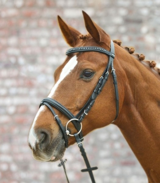 Trensenzaum Silverstar engl.komb. schwarz Pony