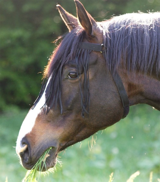 Fliegenfransen mit Kopfteil, schwarz, Pony