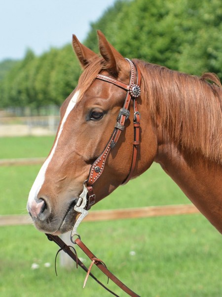 Western Kopfstück TRINITY chestnut KB
