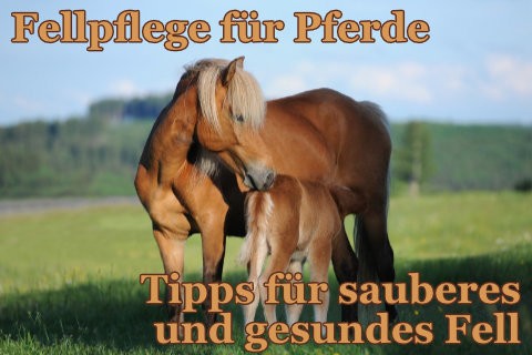 Fellpflege-Pferd-Tipps-fur-das-richtige-Putzen-und-PflegenbdefDPHXwWL4h