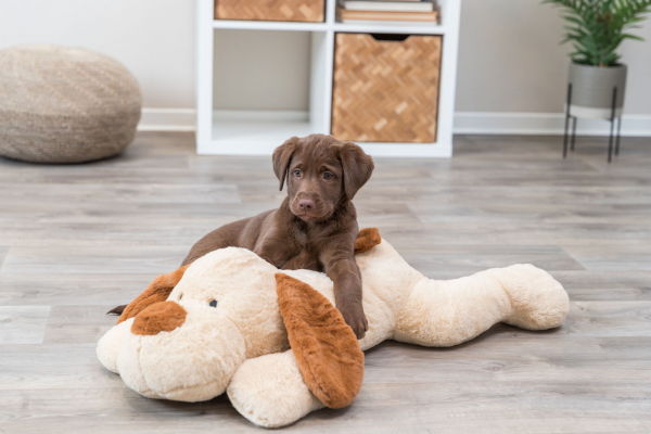 Ankuschelhund Benny, Plüsch, 75 cm, beige/braun