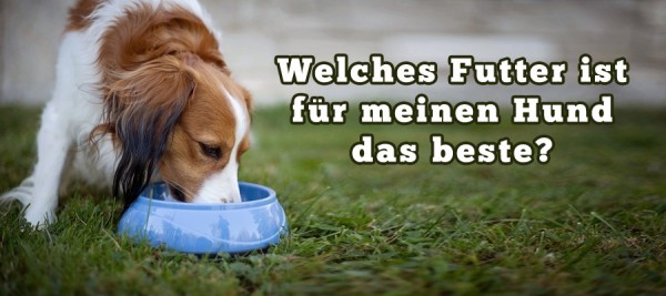 welches-Hundefutter-fuer-welchen-HundImlcWicXepZAV