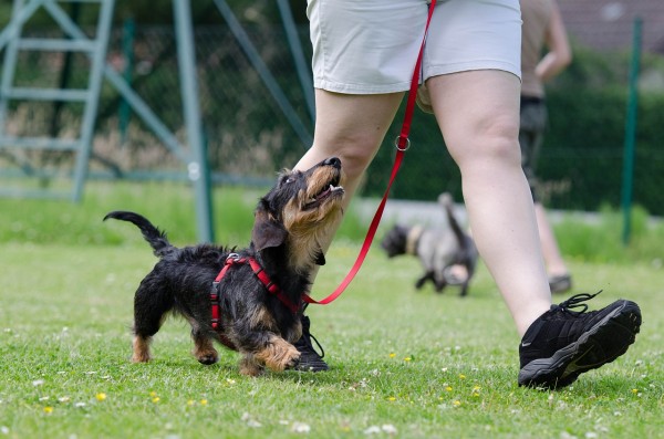 Aktitivität ist wichtig wenn der Hund Fressen verweigert