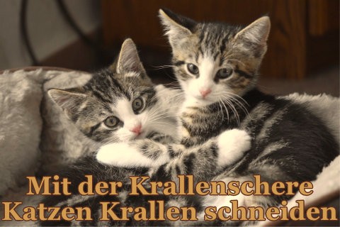 Mit-der-Krallenschere-Katzen-Krallen-schneiden