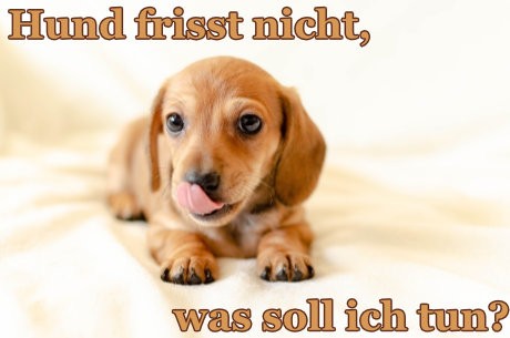 Hund-frisst-nicht-was-soll-ich-tunxk5LFU6eVbbYN