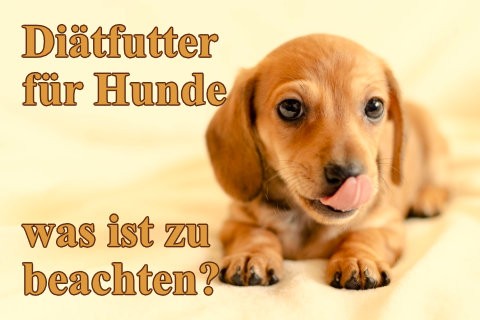 diaetfutter-fuer-hunde