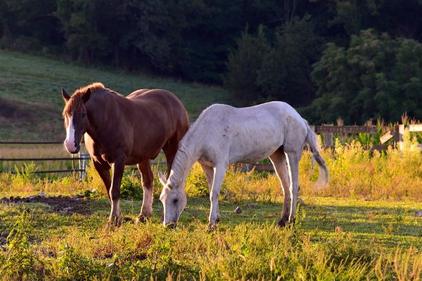 horses-2737942_1280